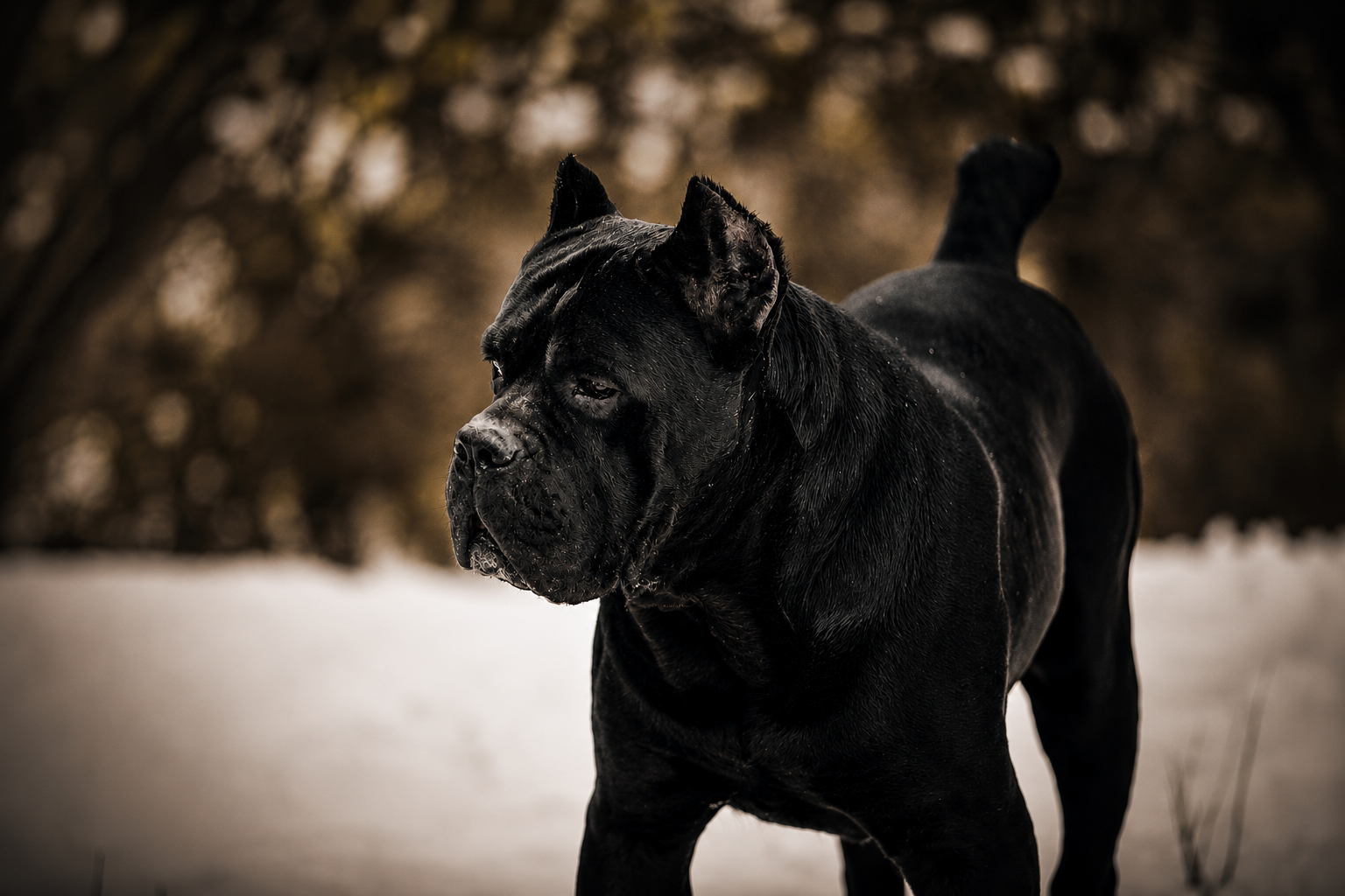 Del Estancio Kennel'e ait yetişkin siyah Cane Corso karda ayakta, sinematik portre