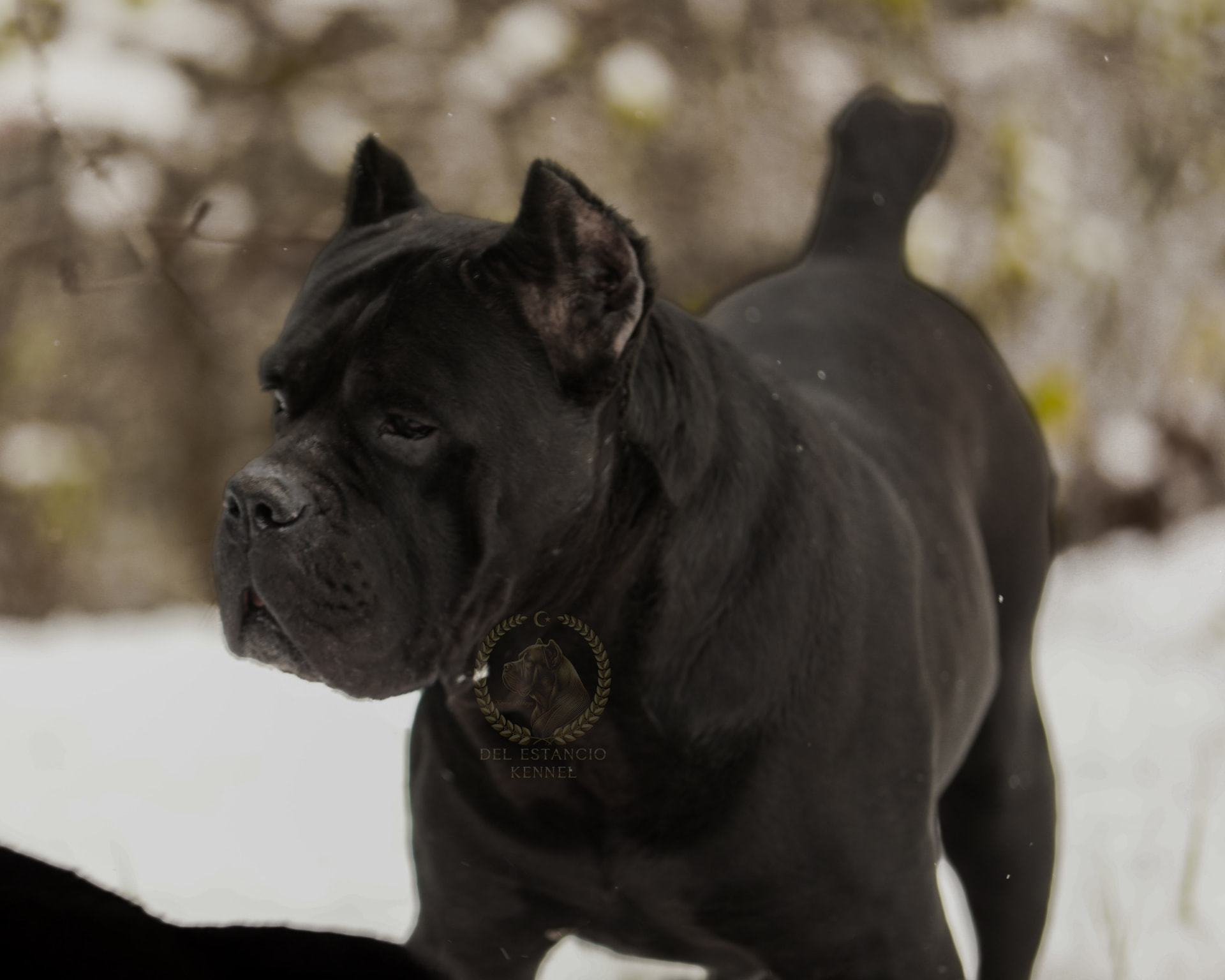 Multi Champion Gino, Cane Corso of Del Estancio Kennel