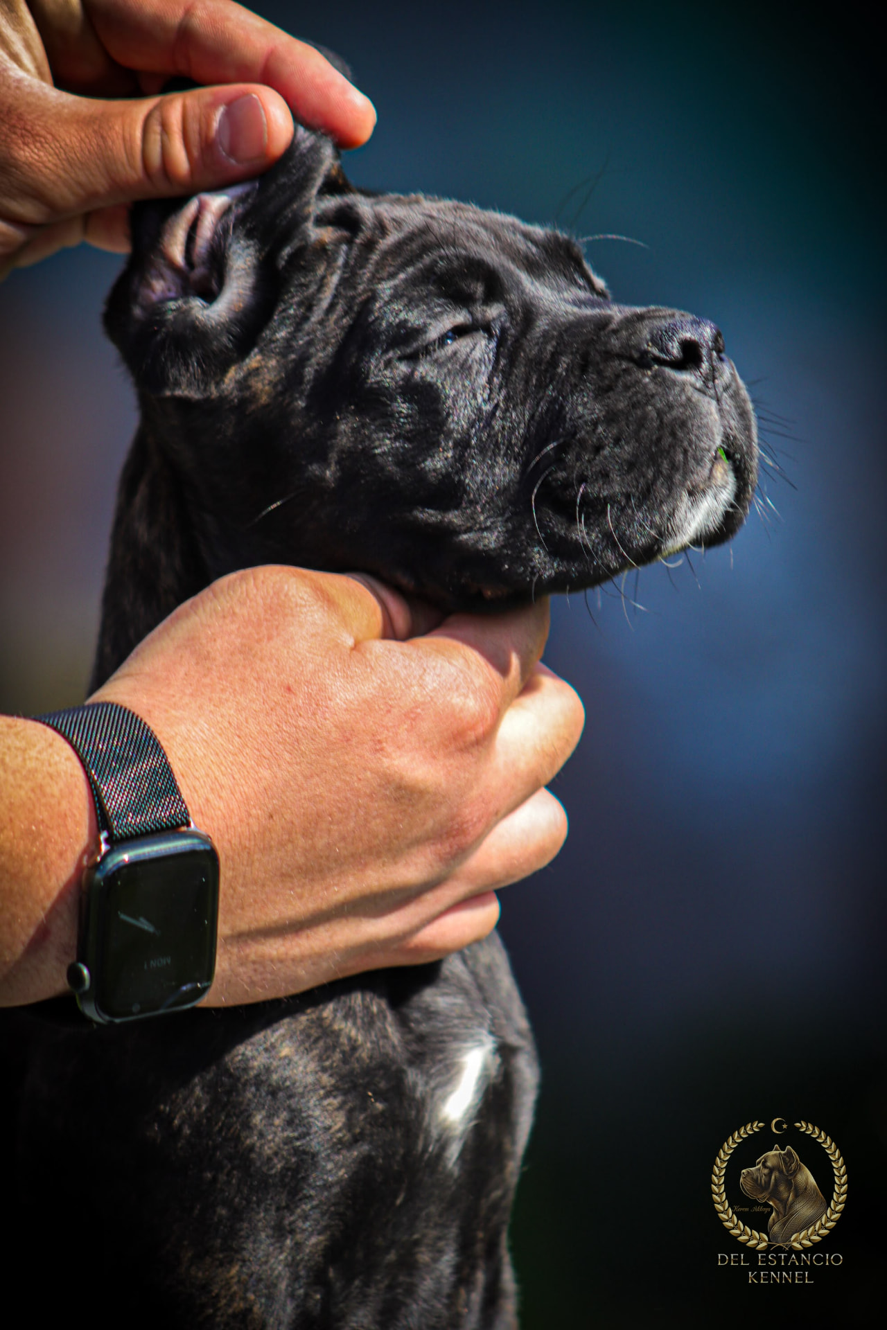 Cane Corso puppy raised at Del Estancio Kennel — previous litter 4
