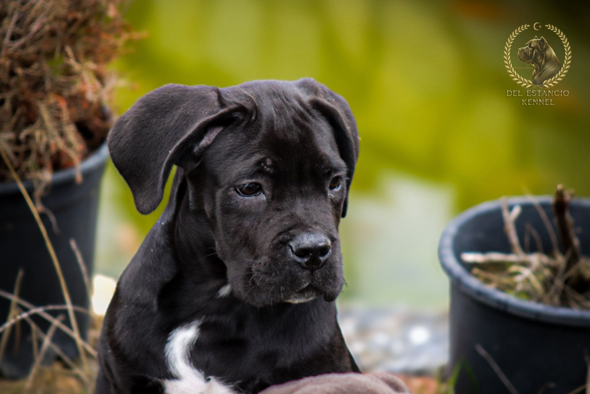 Cane Corso puppy raised at Del Estancio Kennel — previous litter 6