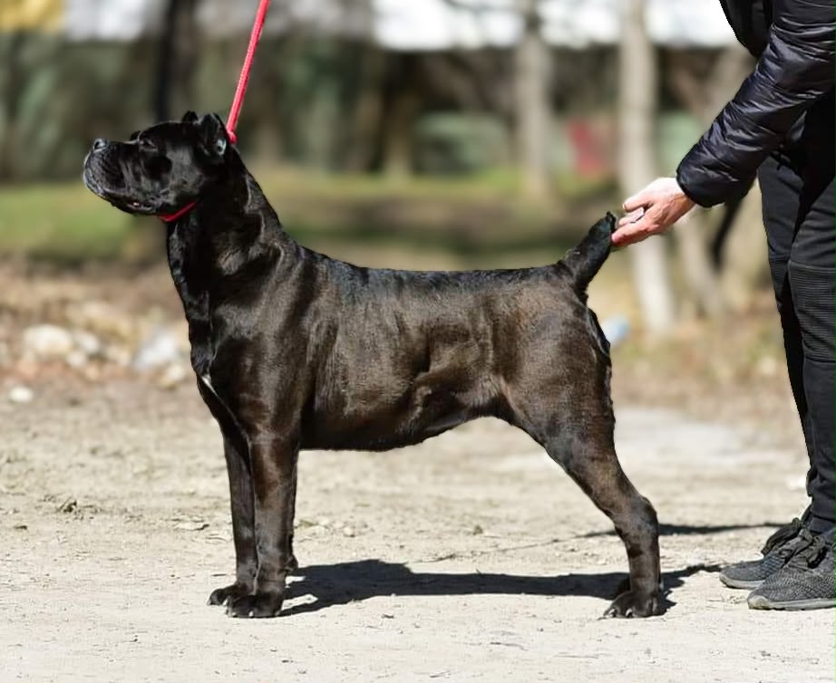 Sforza Deja Vue, Cane Corso of Del Estancio Kennel