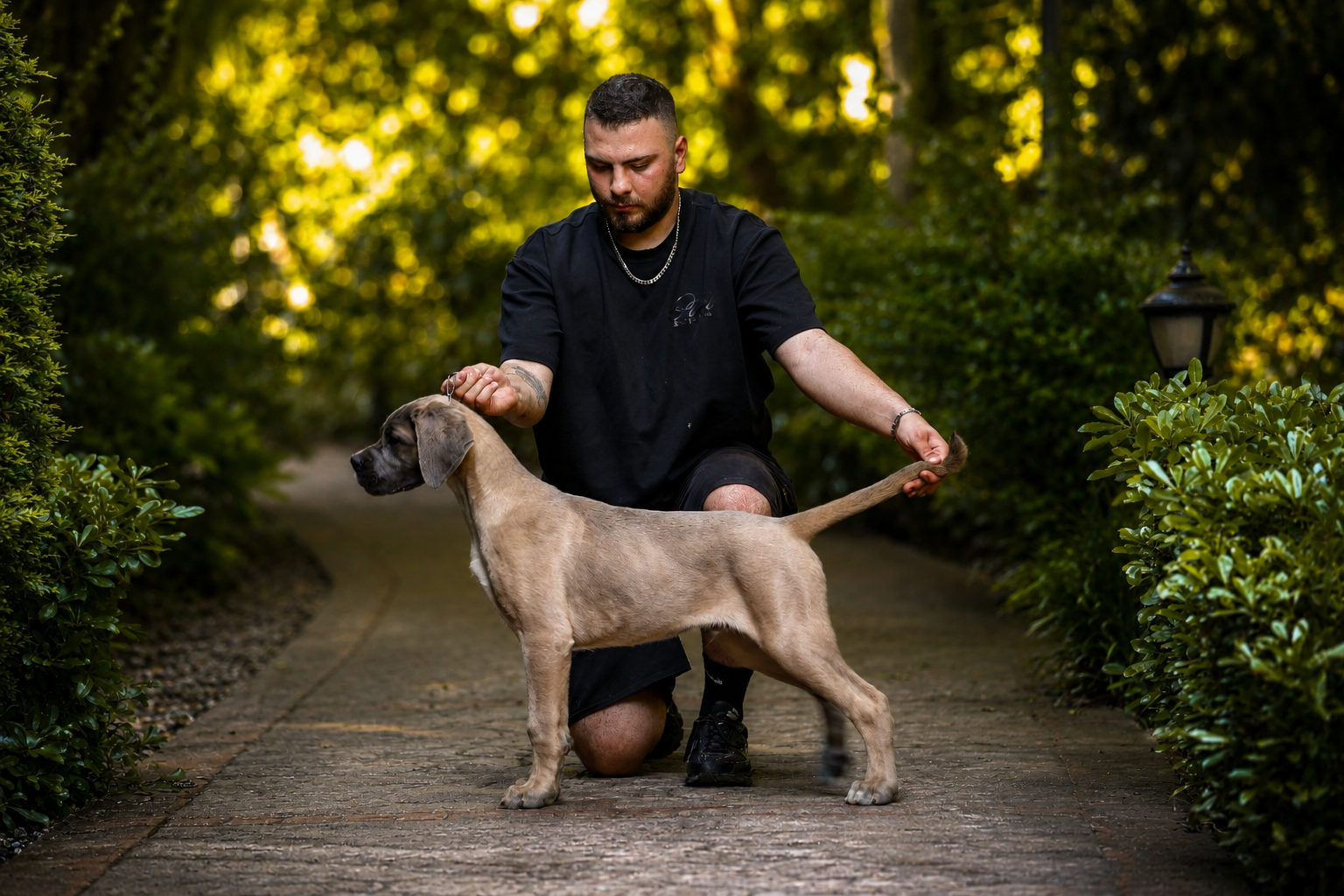 Crush Of Estancio Custodi Nos, Cane Corso of Del Estancio Kennel