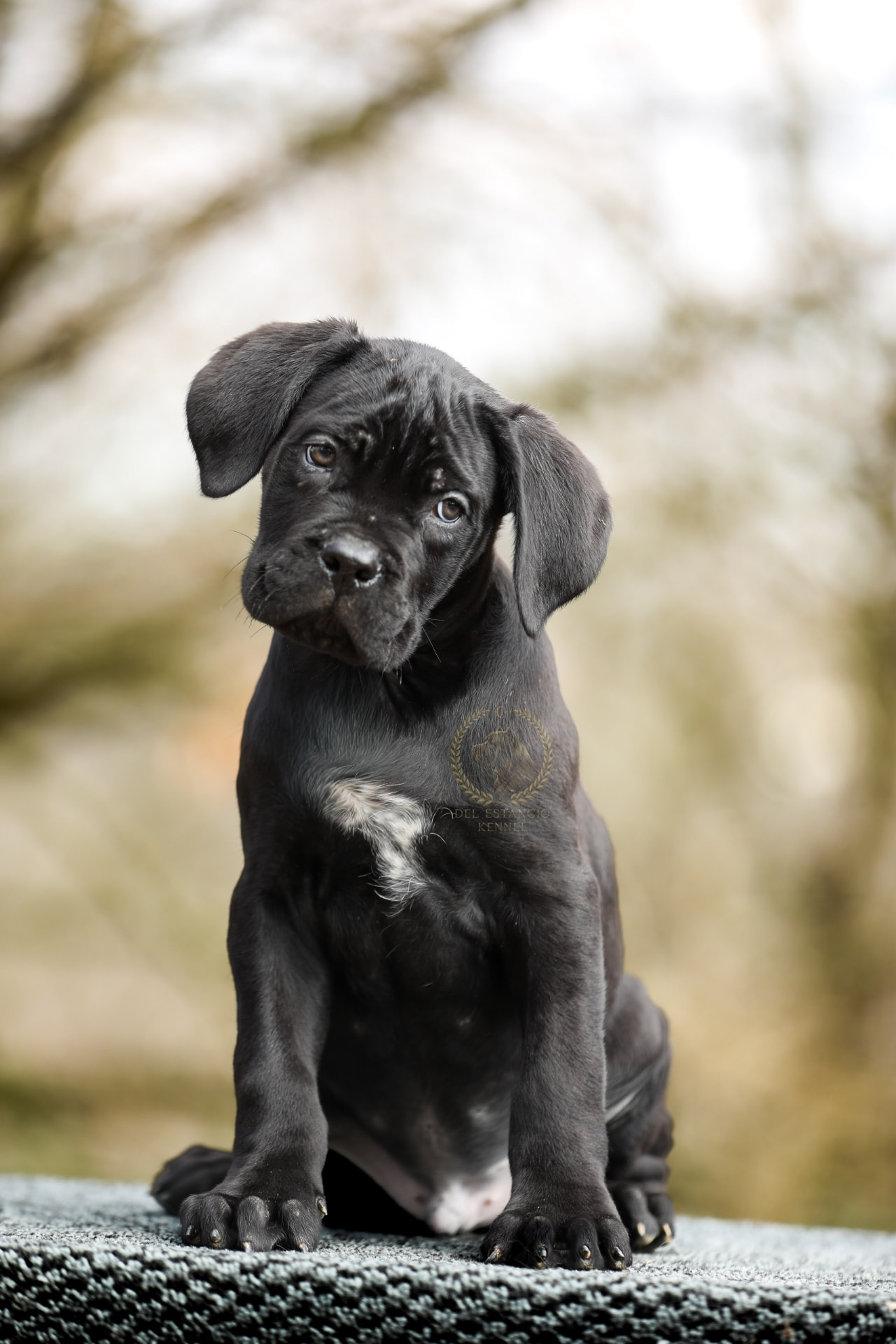 Cane Corso puppy raised at Del Estancio Kennel — previous litter 5