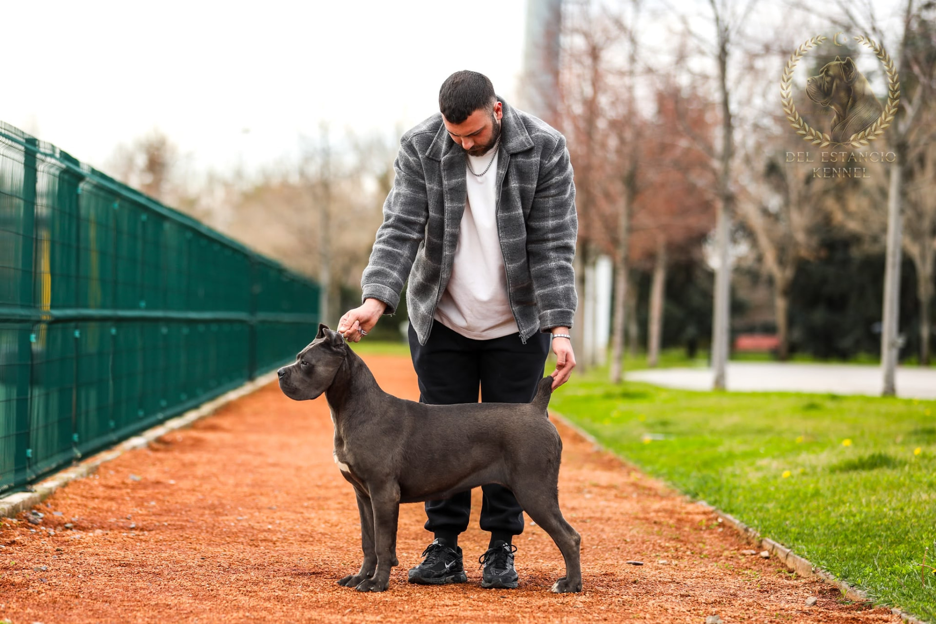 Emma Del Estancio Kennel, Cane Corso of Del Estancio Kennel