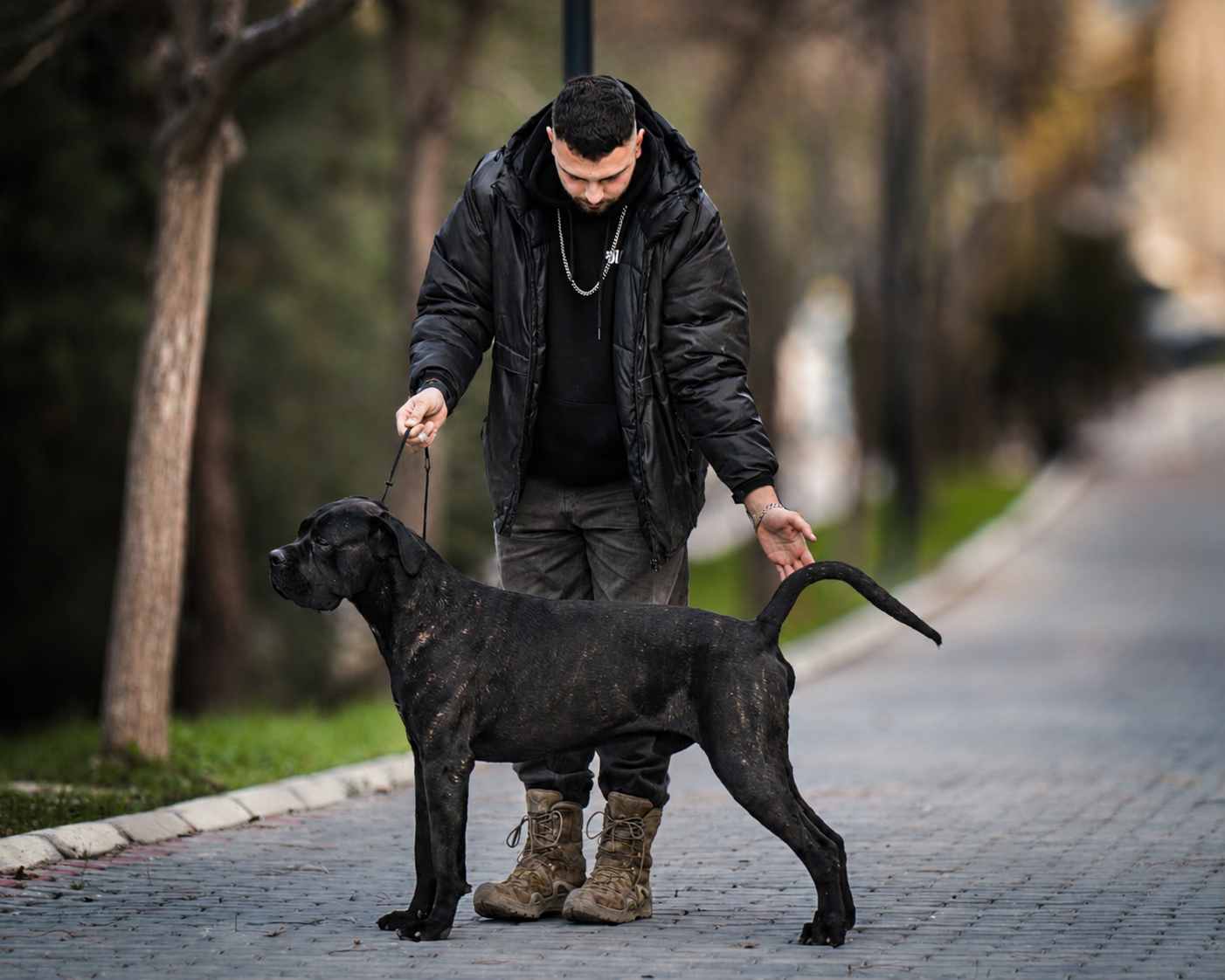 Big Scharo Del Estancio Kennel, Cane Corso of Del Estancio Kennel