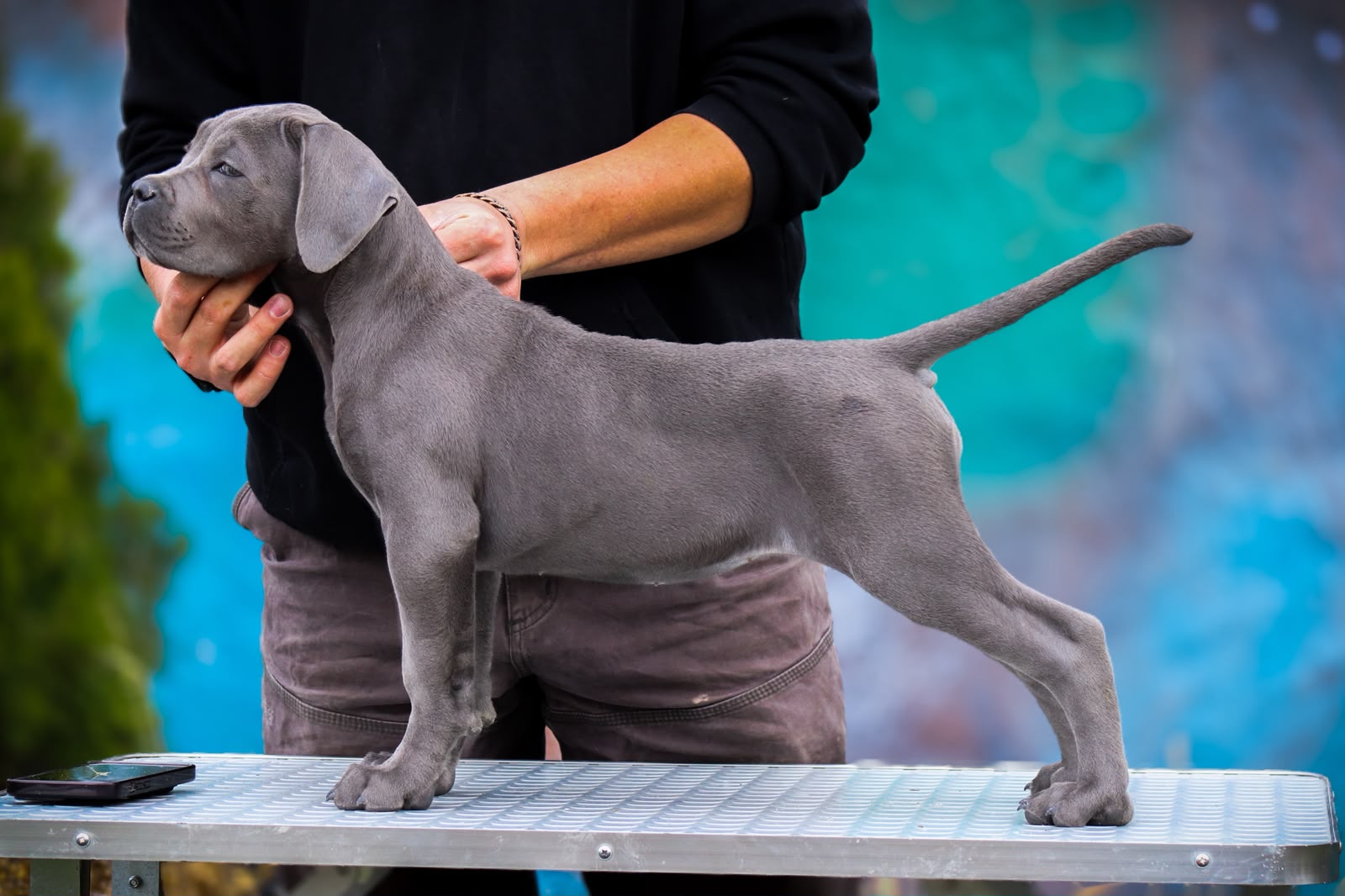 Cane Corso puppy raised at Del Estancio Kennel — previous litter 9