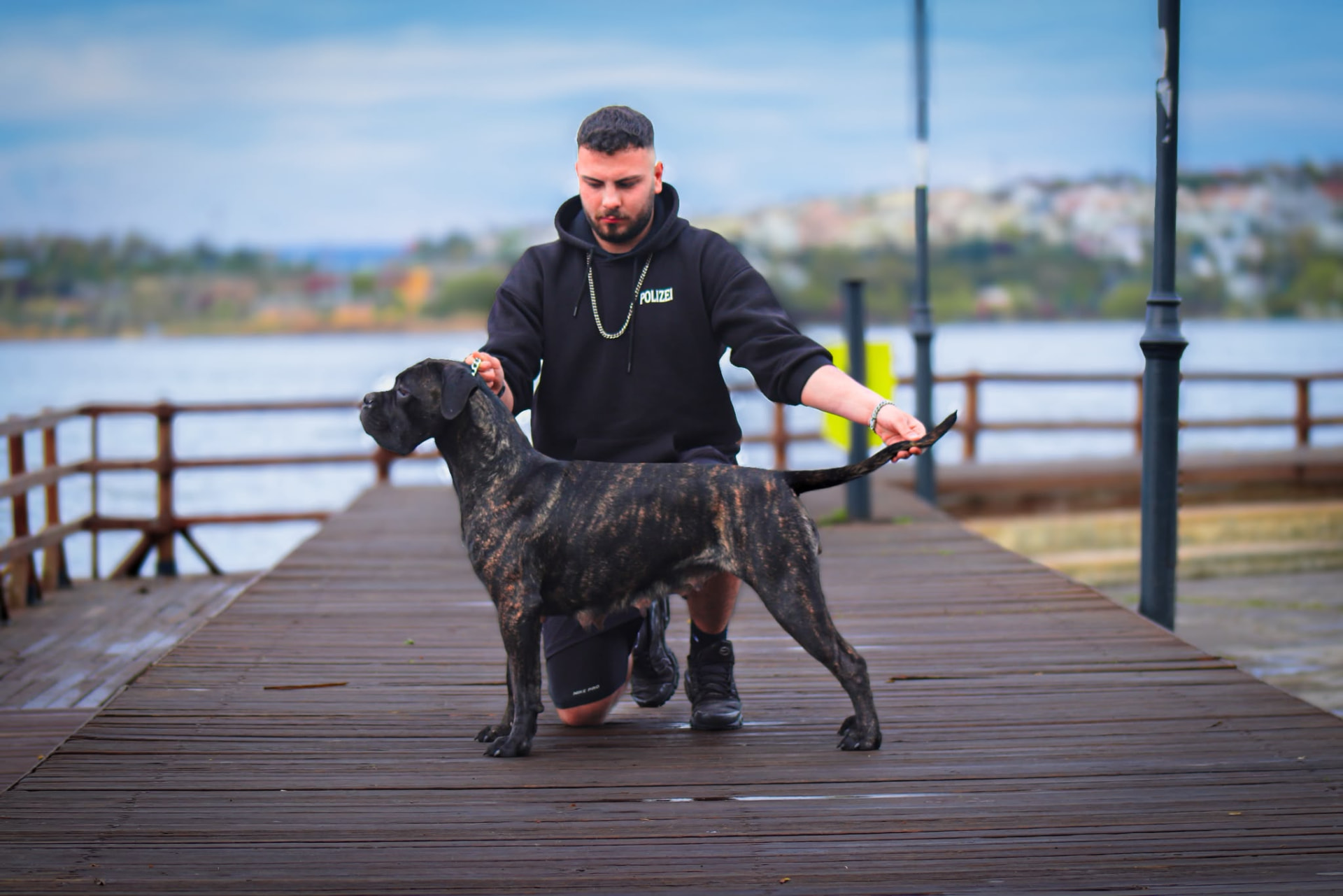 Multi Champion Empusa (Tirma), Cane Corso of Del Estancio Kennel