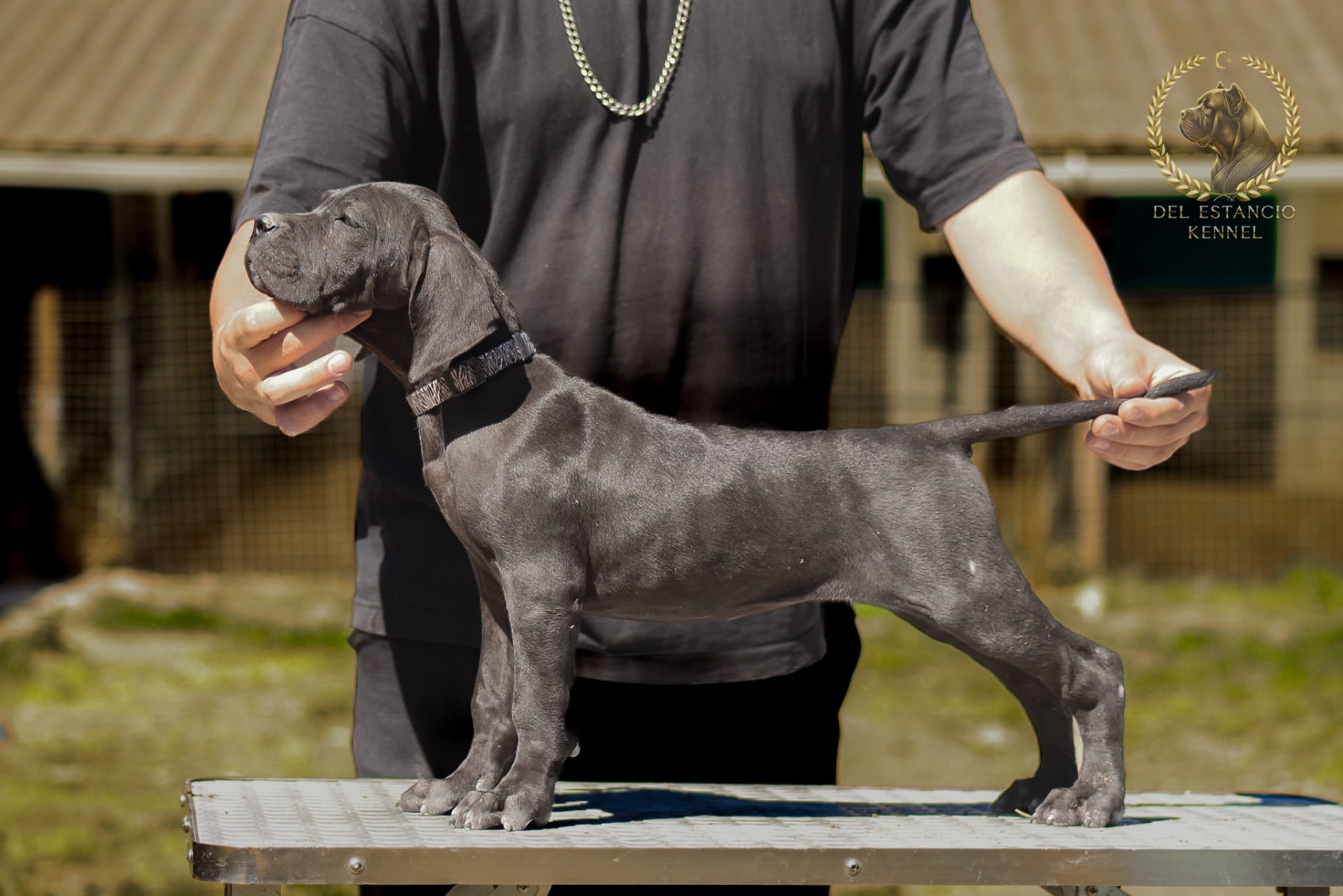 Cane Corso puppy raised at Del Estancio Kennel — previous litter 5