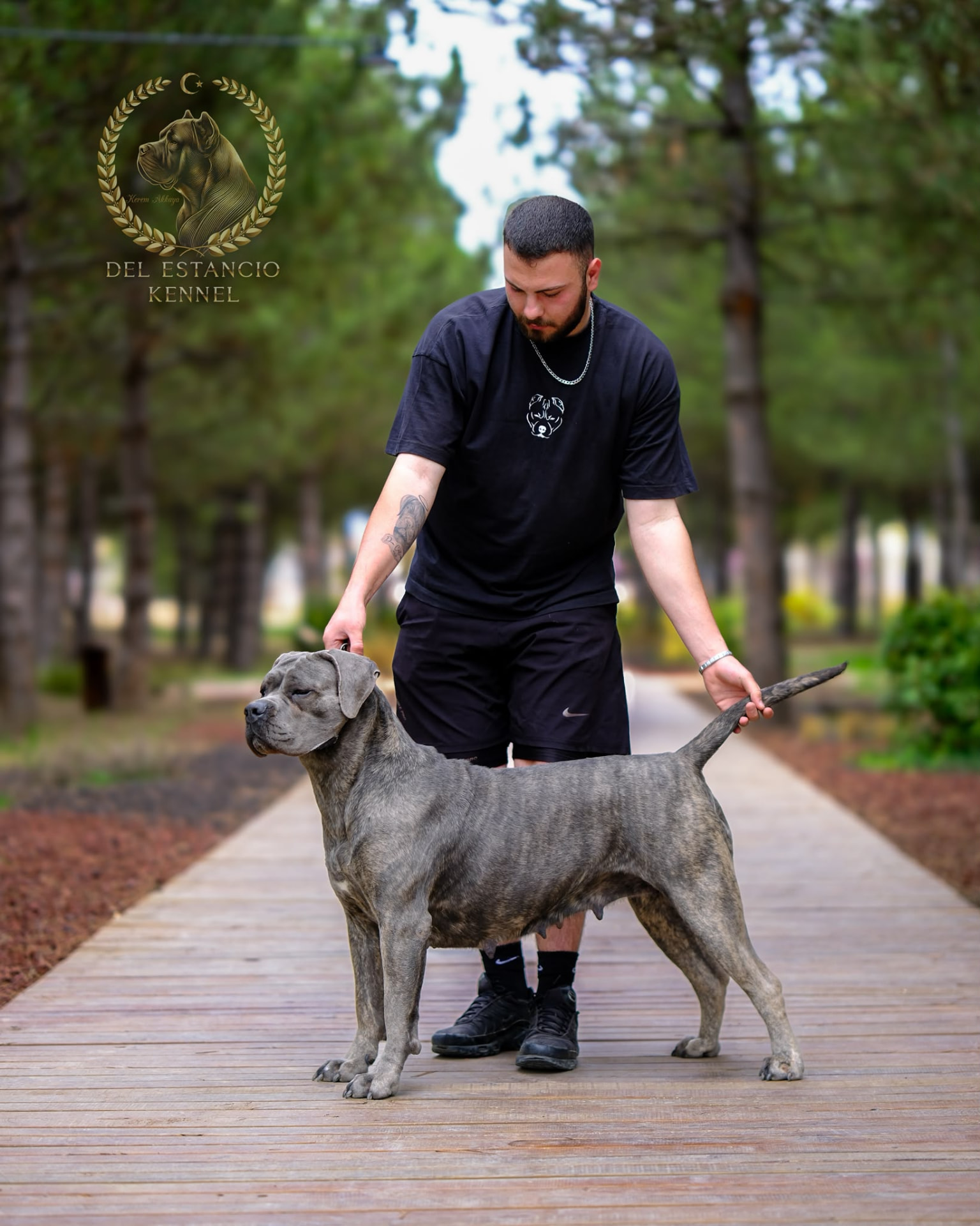 Esta, Cane Corso of Del Estancio Kennel