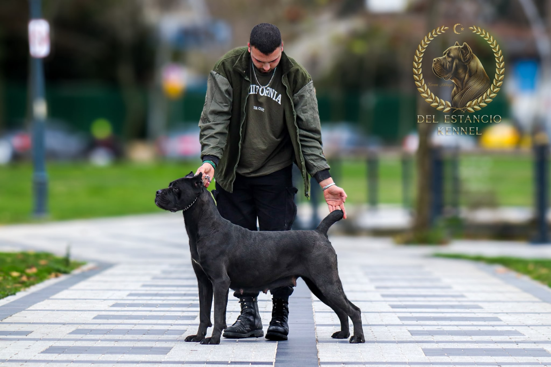 Sient Amica Tre Cani, Cane Corso of Del Estancio Kennel