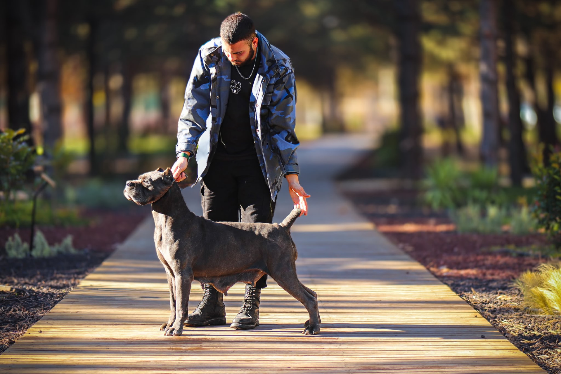 Lara Di Casa Faurescu, Cane Corso of Del Estancio Kennel