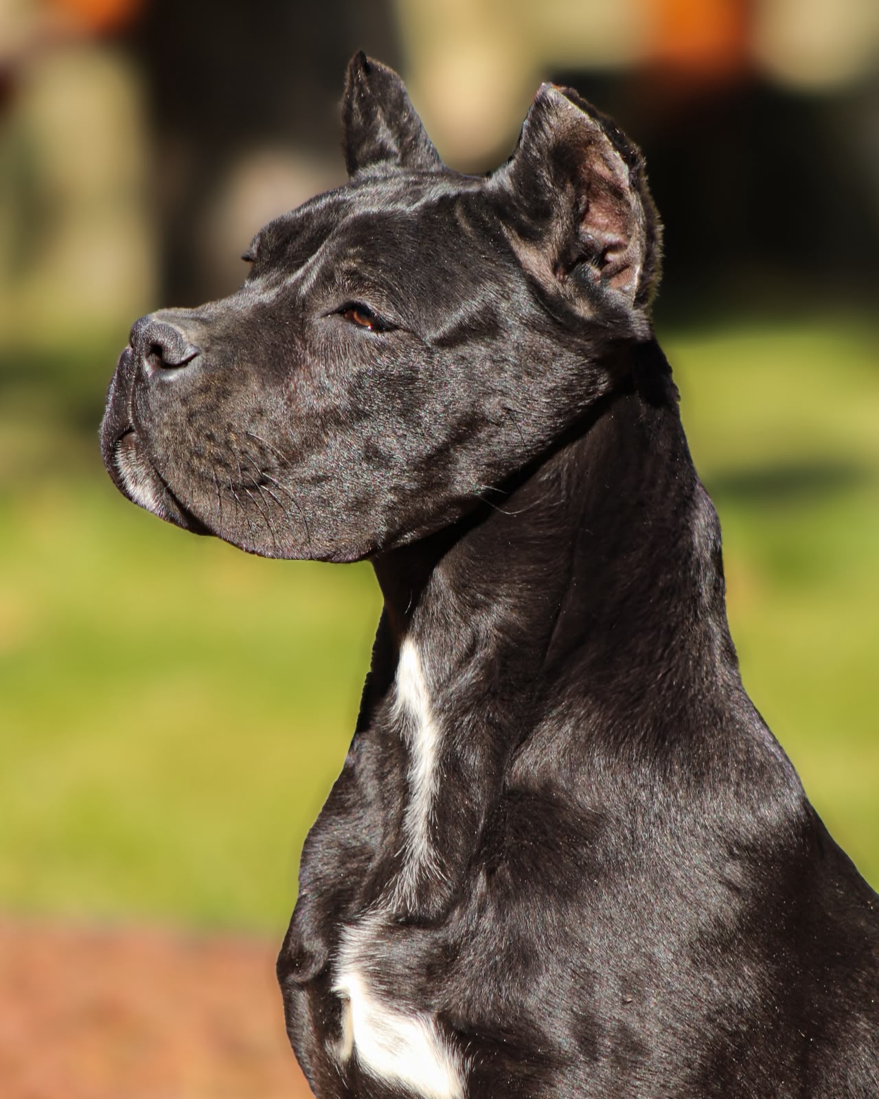 Cane Corso puppy raised at Del Estancio Kennel — previous litter 8
