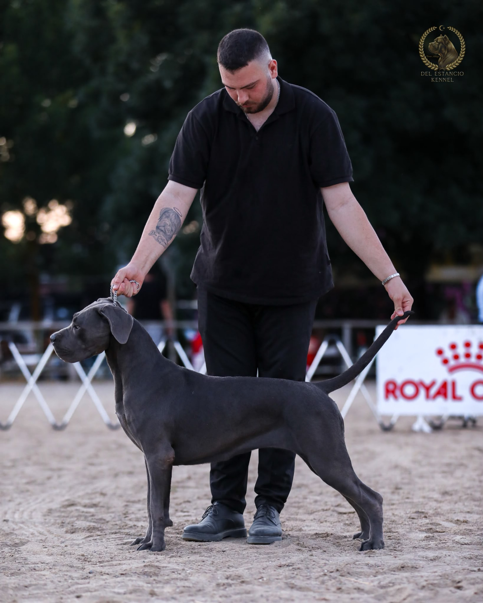Esmeralda Del Estancio Kennel, Cane Corso of Del Estancio Kennel