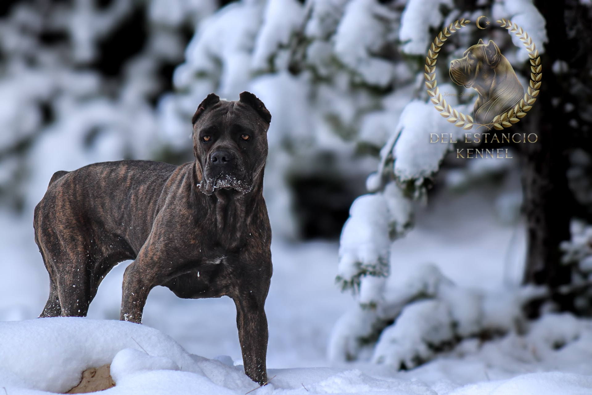 Emily Caln (Suzi), Cane Corso of Del Estancio Kennel
